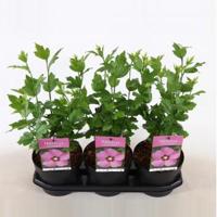 Hibiscus syriacus Woodbridge - 40 cm - 3 stuks - thumbnail