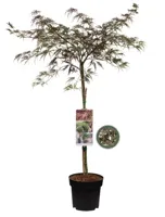 Japanse Esdoorn Rood - thumbnail