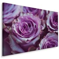 Schilderij - Paarse Rozen, Premium Print, 5 maten - thumbnail