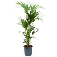 Kentia Palm howea forsteriana 6pp kamerplant - thumbnail