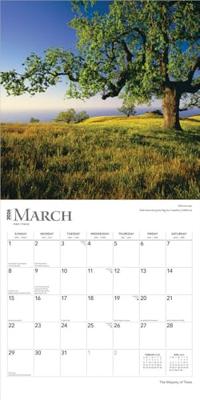 The Majesty of Trees Kalender 2026 The Majesty of Trees Kalender 2026