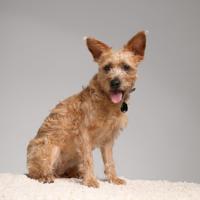 TICKLESS TEEK EN VLO AFWEER VOOR HOND EN KAT ZWART - thumbnail