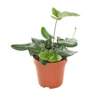 Hartjesvaren (Hemionitis Arifolia) - P 12 cm - thumbnail