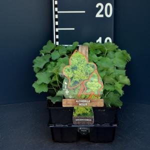 Vrouwenmantel (alchemilla mollis) bodembedekker - 6-pack - 1 stuks Vrouwenmantel (alchemilla mollis) bodembedekker - 6-pack - 1 stuks