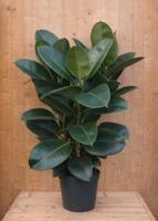 Ficus elastica robusta Indische rubberboom H80-100 cm 3 stammen potmaat 27 cm kamerplant Warentuin Natuurlijk - Warentuin natuurlijk - thumbnail