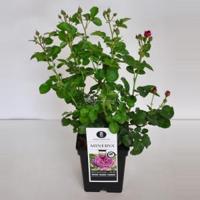 Trosroos (rosa "Minerva"®) - C5 - 1 stuks - thumbnail