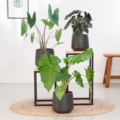 Alocasia Plantenbox - 3 stuks