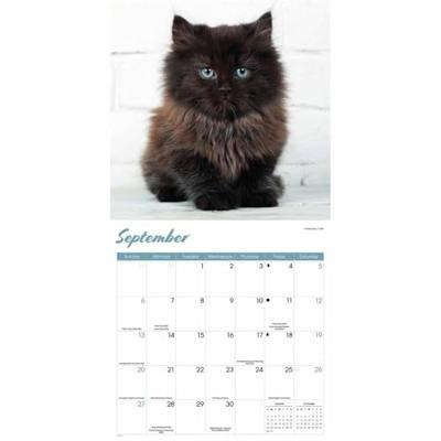 Zwarte Kittens Kalender 2026