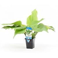 Echinodorus argentinensis
 - aquarium plant - thumbnail