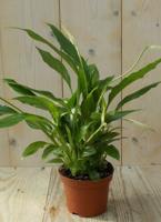 Lepelplant Spathiphyllum H30-40 cm potmaat 11 cm kamerplant Warentuin Natuurlijk - Warentuin natuurlijk - thumbnail