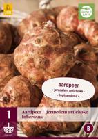 Helianthus Tuberosus aardpeer - thumbnail