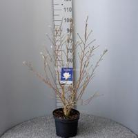 Magnolia struik Stellata Royal Star - 80 - 100 cm - 5 stuks - thumbnail