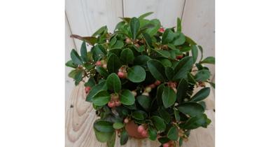 3 stuks! Gaultheria Bergthee Warentuin Natuurlijk - Warentuin natuurlijk