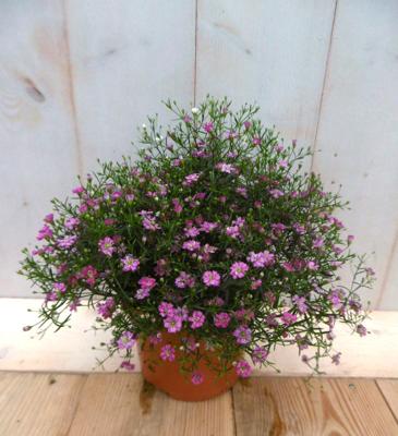 Gipskruid Gypsophila muralis roze Warentuin Natuurlijk - Warentuin natuurlijk