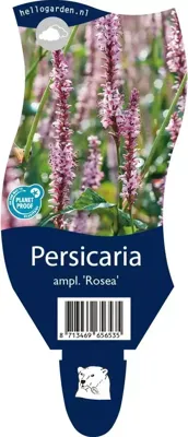 Persicaria amplexicaulis Rosea Samplant - Samplant