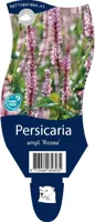Persicaria amplexicaulis Rosea Samplant - Samplant - thumbnail