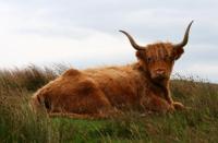 Tuinschilderij hooglander lig 70x50 Customize-it - Customize it - thumbnail