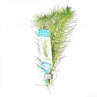 Myriophyllum propinquum - 10 stuks - aquarium plant - thumbnail
