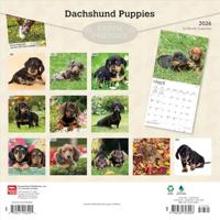 Teckel Kalender Puppies 2026 - thumbnail