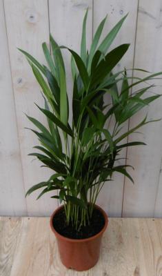 Areca Dypsis Goudpalm H80-100 cm potmaat 17 cm kamerplant Warentuin Natuurlijk - Warentuin natuurlijk