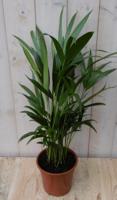 Areca Dypsis Goudpalm H80-100 cm potmaat 17 cm kamerplant Warentuin Natuurlijk - Warentuin natuurlijk - thumbnail