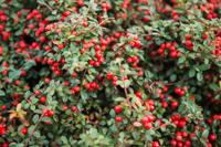 Dwergmispel - thumbnail