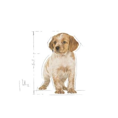 Royal Canin Medium Puppy hondenvoer 2 x 4 kg
