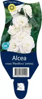 Alcea rosea Pleniflora Wit vaste plant Griffioen - Griffioen - thumbnail