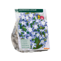 Sneeuwroem - thumbnail