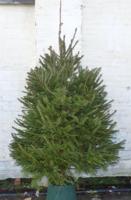 Gewone gezaagde kerstboom Picea Abies Fijnspar 125-150 cm Warentuin Natuurlijk - Warentuin natuurlijk - thumbnail