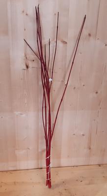 Kerstgroen zwarte takken Cornus Warentuin Natuurlijk - Warentuin natuurlijk