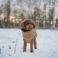 Kleding voor huisdieren Hunter PAXSON Blauw Polyester - thumbnail