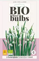 Bio leucojum gravetye giant 3 bollen - thumbnail