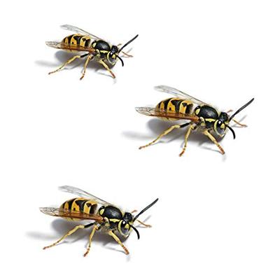 HG x spray tegen wespen