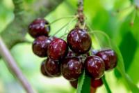 Kersenboom 'Burlat' - thumbnail