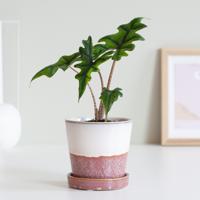 Alocasia Jacklyn (mini) - P6 - thumbnail