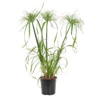 Cyperus Papyrus (Papyrusplant) - P 19 cm - thumbnail