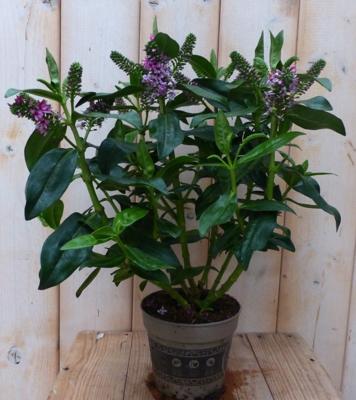 3 stuks! Veronica Hebe Andersonii paars/roze groen blad Warentuin Natuurlijk - Warentuin natuurlijk