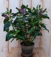 3 stuks! Veronica Hebe Andersonii paars/roze groen blad Warentuin Natuurlijk - Warentuin natuurlijk - thumbnail