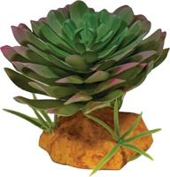 Plant echeveria Repto - Repto - thumbnail