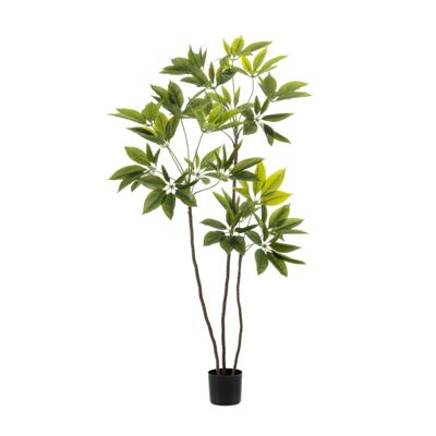 Schefflera Schefflera