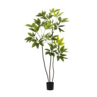 Schefflera - thumbnail