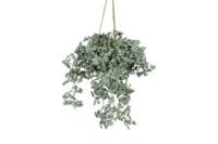 Decostar Artemisia hangplant 40 cm groen - thumbnail