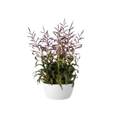 Bloempot Brussels schaal 23cm wit elho - Elho