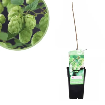 Humulus Lupulus Nordbrau - Bierplant Hop - P15