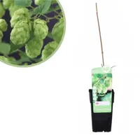 Humulus Lupulus Nordbrau - Bierplant Hop - P15 - thumbnail