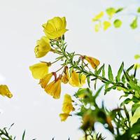 Evening Primrose Oog & Lip Contour - thumbnail