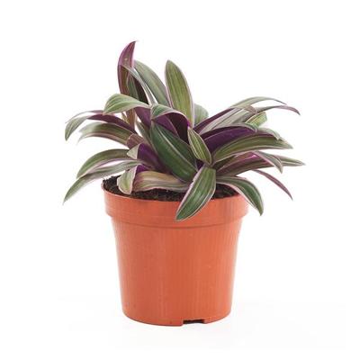 Tradescantia Sitara (Spathacea) - P 12 cm