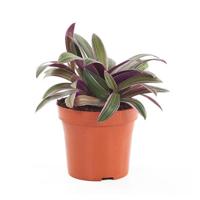 Tradescantia Sitara (Spathacea) - P 12 cm - thumbnail