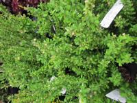 Japanse berberis - thumbnail